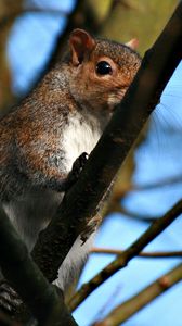 Preview wallpaper squirrel, twigs, nails