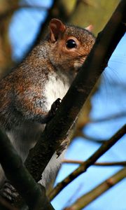 Preview wallpaper squirrel, twigs, nails