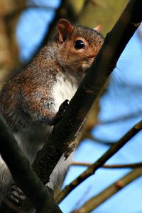 Preview wallpaper squirrel, twigs, nails