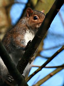 Preview wallpaper squirrel, twigs, nails