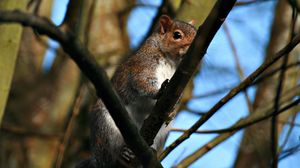 Preview wallpaper squirrel, twigs, nails