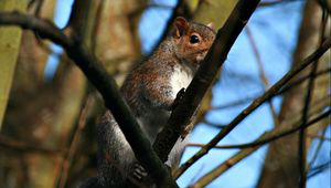 Preview wallpaper squirrel, twigs, nails