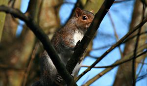 Preview wallpaper squirrel, twigs, nails