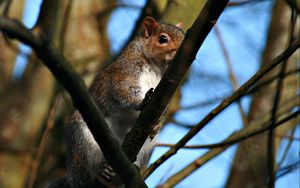 Preview wallpaper squirrel, twigs, nails