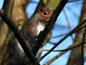 Preview wallpaper squirrel, twigs, nails