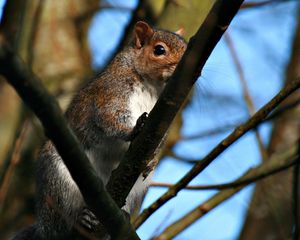 Preview wallpaper squirrel, twigs, nails