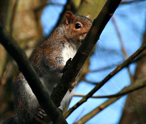 Preview wallpaper squirrel, twigs, nails