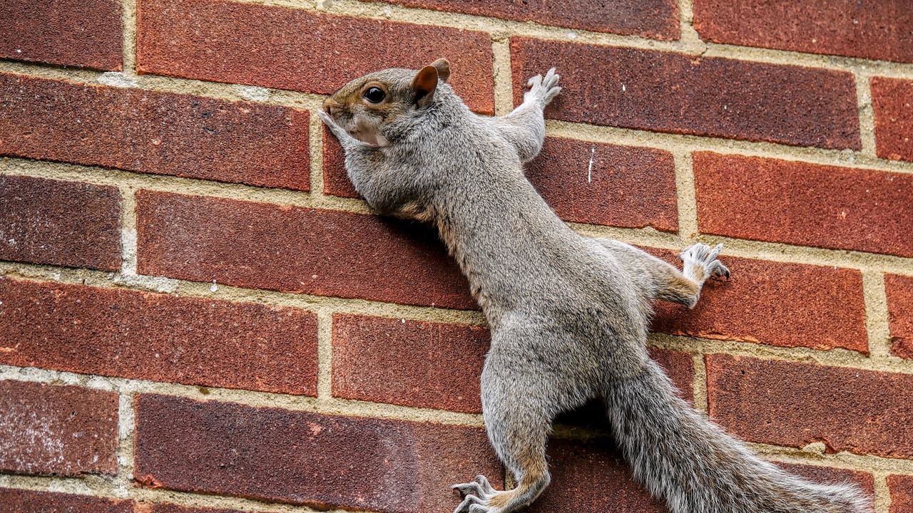Wallpaper squirrel, wall, climbing, tail