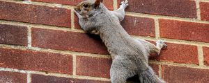 Preview wallpaper squirrel, wall, climbing, tail