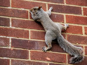 Preview wallpaper squirrel, wall, climbing, tail