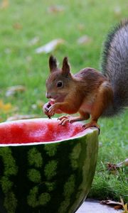 Preview wallpaper squirrel, watermelon, food, grass