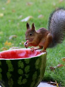 Preview wallpaper squirrel, watermelon, food, grass