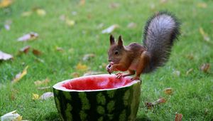 Preview wallpaper squirrel, watermelon, food, grass