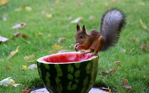 Preview wallpaper squirrel, watermelon, food, grass