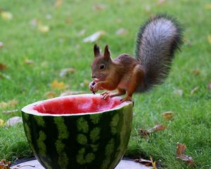 Preview wallpaper squirrel, watermelon, food, grass