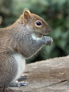 Preview wallpaper squirrel, wild animal, animal, rodent