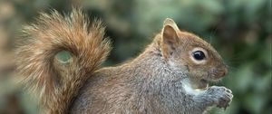 Preview wallpaper squirrel, wild animal, animal, rodent