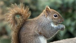 Preview wallpaper squirrel, wild animal, animal, rodent