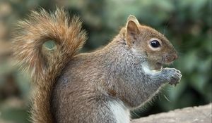 Preview wallpaper squirrel, wild animal, animal, rodent