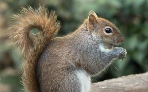 Preview wallpaper squirrel, wild animal, animal, rodent