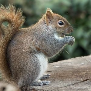 Preview wallpaper squirrel, wild animal, animal, rodent