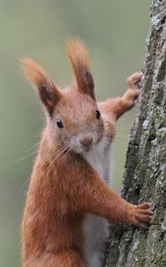 Preview wallpaper squirrel, wild animal, tree, wildlife