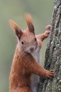 Preview wallpaper squirrel, wild animal, tree, wildlife