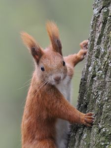 Preview wallpaper squirrel, wild animal, tree, wildlife