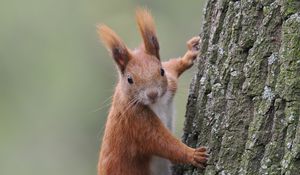 Preview wallpaper squirrel, wild animal, tree, wildlife