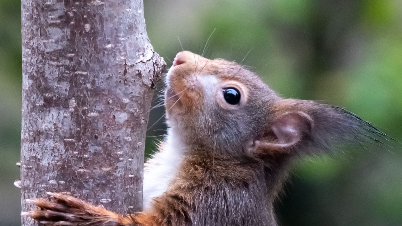 Wallpaper squirrel, wildlife, animal, tree, bark