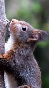 Preview wallpaper squirrel, wildlife, animal, tree, bark