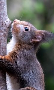 Preview wallpaper squirrel, wildlife, animal, tree, bark