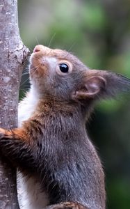 Preview wallpaper squirrel, wildlife, animal, tree, bark