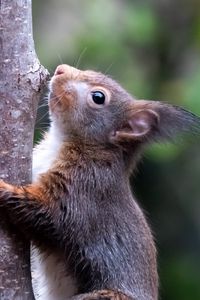 Preview wallpaper squirrel, wildlife, animal, tree, bark