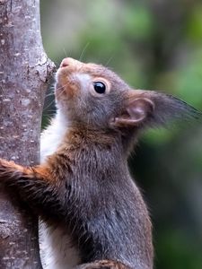 Preview wallpaper squirrel, wildlife, animal, tree, bark