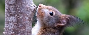 Preview wallpaper squirrel, wildlife, animal, tree, bark