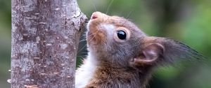 Preview wallpaper squirrel, wildlife, animal, tree, bark