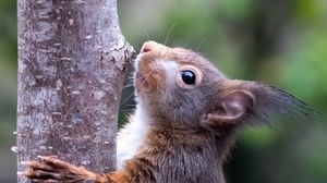 Preview wallpaper squirrel, wildlife, animal, tree, bark