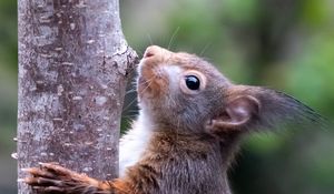 Preview wallpaper squirrel, wildlife, animal, tree, bark