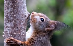 Preview wallpaper squirrel, wildlife, animal, tree, bark