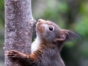 Preview wallpaper squirrel, wildlife, animal, tree, bark