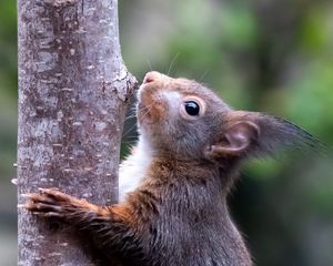 Preview wallpaper squirrel, wildlife, animal, tree, bark