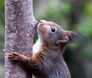 Preview wallpaper squirrel, wildlife, animal, tree, bark