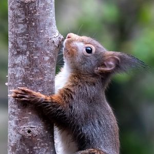 Preview wallpaper squirrel, wildlife, animal, tree, bark