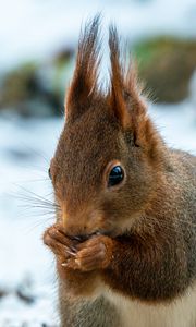 Preview wallpaper squirrel, wildlife, animal