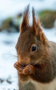 Preview wallpaper squirrel, wildlife, animal