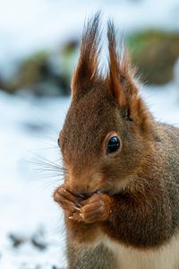 Preview wallpaper squirrel, wildlife, animal