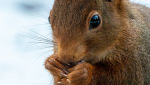 Preview wallpaper squirrel, wildlife, animal