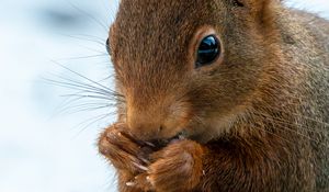 Preview wallpaper squirrel, wildlife, animal