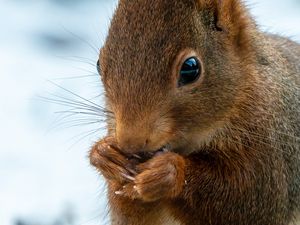 Preview wallpaper squirrel, wildlife, animal